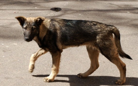 В Оренбуржье собираются изменить закон об обращении с животными