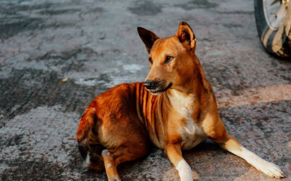 Паслер поручил выделять дополнительные средства на отлов собак в Оренбуржье