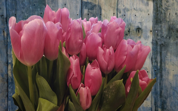 В Оренбуржье 100 млн рублей вложат в выращивание тюльпанов