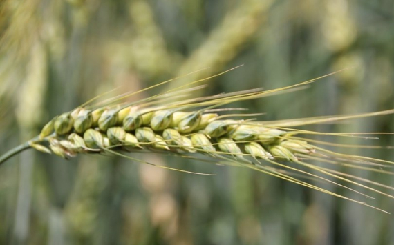 В Оренбуржье объемы экспорта зерна выросли в 3 раза