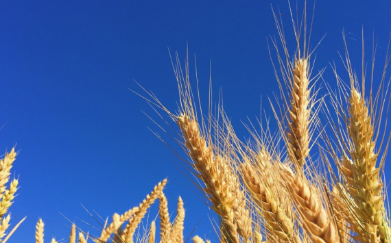 В Оренбуржье аграрии бросают зерно в полях из-за отсутствия рынка сбыта