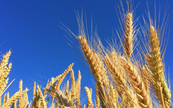 В Оренбуржье производители зерна получат еще 300 млн рублей компенсации
