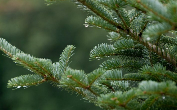 В Оренбурге назвали стоимость новогодних елок