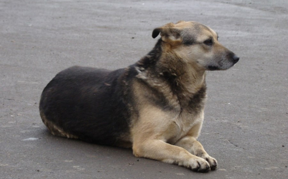 Салмин озвучил стоимость приюта для бездомных собак в Оренбурге
