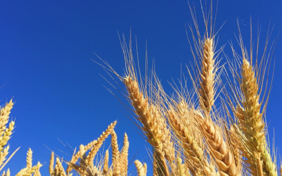 В Оренбуржье экспорт зерна нарастили в 2,8 раза