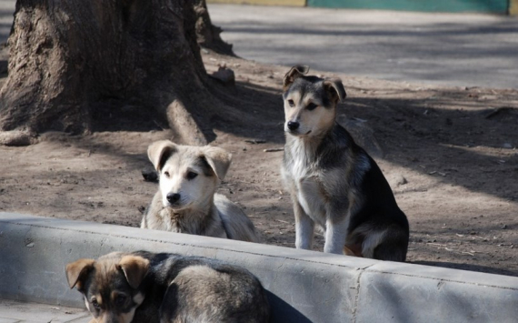 В Орске на отлов бездомных собак выделили 11,3 млн рублей