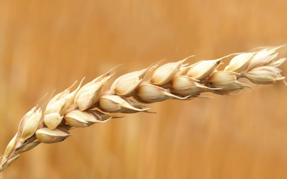 Оренбуржье вышло в лидеры России по сбору пшеницы твердых сортов