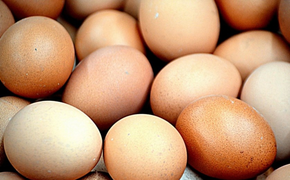 В Оренбуржье сельскохозяйственные организации произвели 339,6 млн яиц