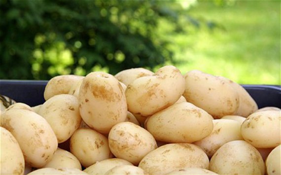 Эксперты: Почему цены на картофель в Оренбуржье "кусаются‍"