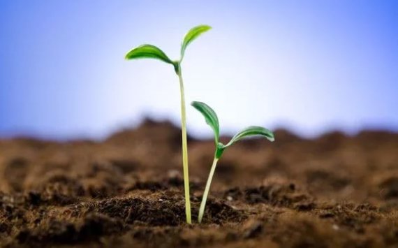 Клиенты РСХБ получили специальные условия покупки инновационного средства защиты растений 