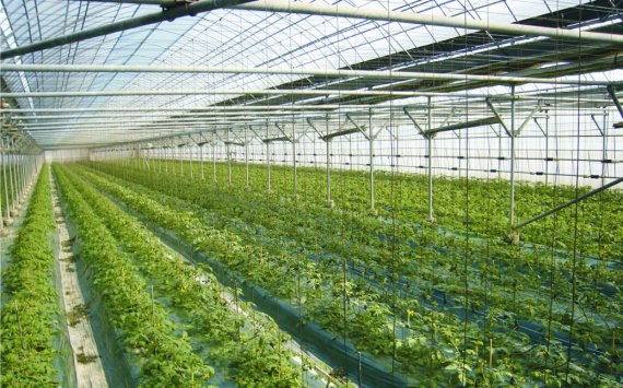 РСХБ поддержит развитие тепличного овощеводства в Чеченской Республике